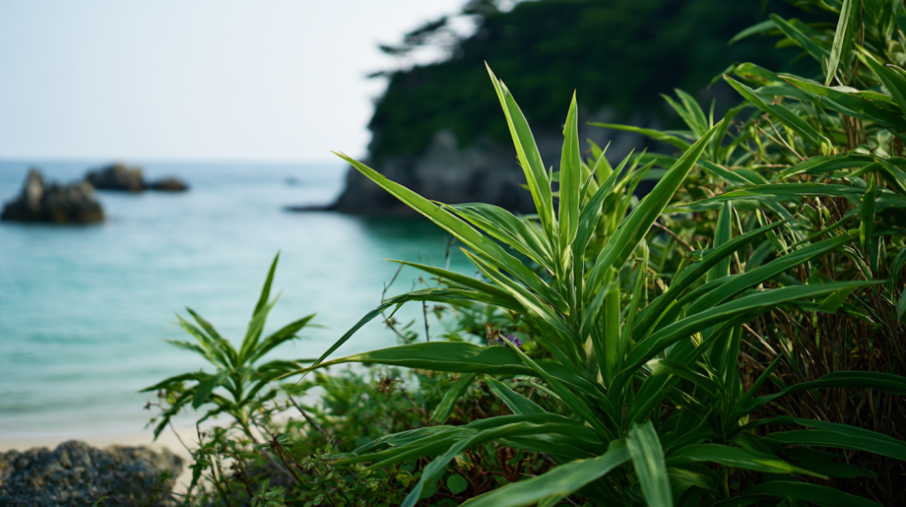 海岸2